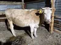 Гов, Latvian Blue cattle — акс 3