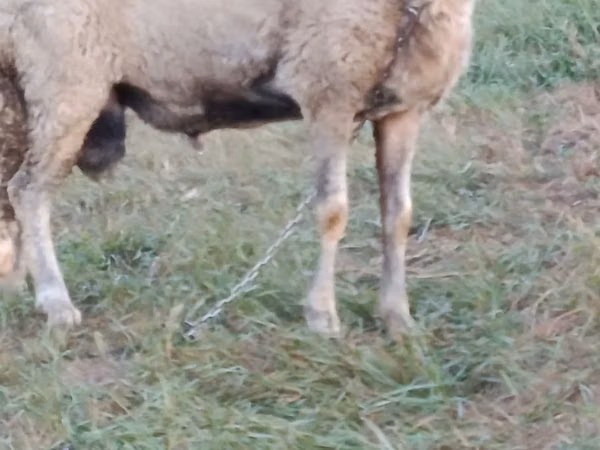 Ram, Sheep — Moldova