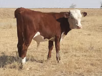 گاو و گوساله (گروه، جنسیت مشخص نشده), Latvian Blue cattle — عکس 5