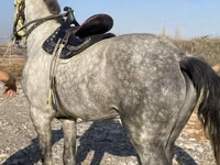 اسب نر, اسب — عکس 2