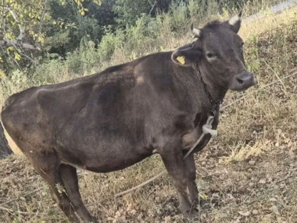 Cow, Cattle — Kazakhstan