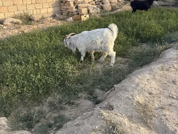 Billy Goat, Goats — Kazakhstan
