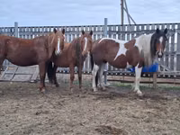 Kuda betina, Horses — foto 2