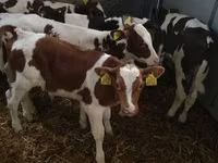 Sığır (parti, cinsiyet belirtilmedi), Simmental cattle — foto 6