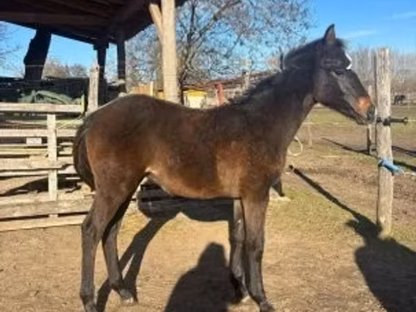 Horse (M), Hungarian horse breed