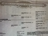 Horse (M), Quarter Horse — photo 4