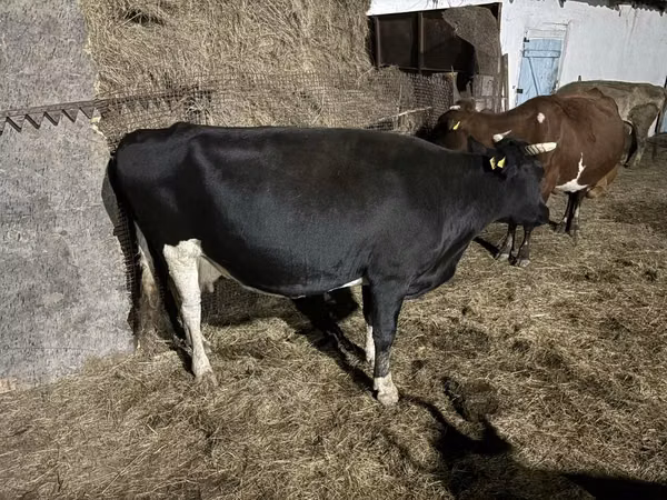 गाय, Russian Black pied cattle — कज़ाखस्तान