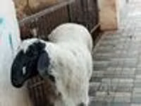 Kambing jantan, Sheep — foto 3