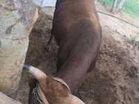 公牛, Cattle — 照片 3