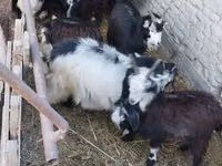 Goat, Goats — photo 2