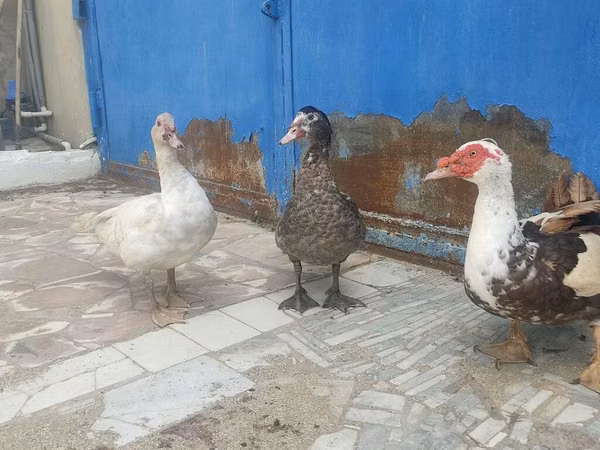 Ducks