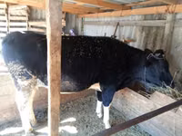 Cow, Cattle — photo 2