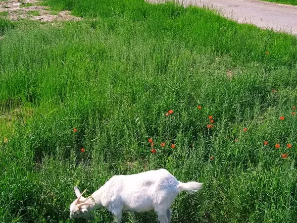 암염소, Saanen goat