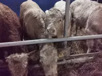 Bull, Hereford — photo 2