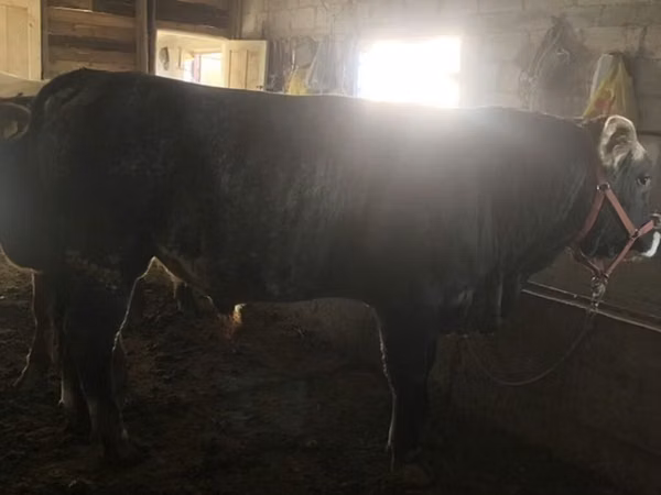 雄牛, Swiss cattle