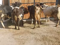 Cow, Holstein breed — photo 6