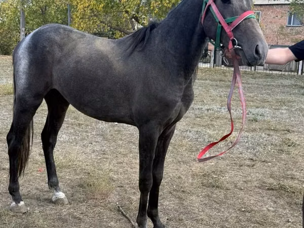 Horse (M), Orlov Trotter — Kazakhstan