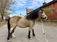 Mare, Welsh Mountain Pony — photo 5