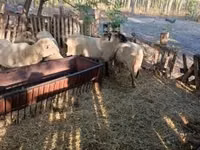 Ram, Sheep — photo 5