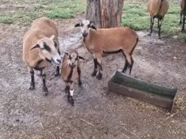 Ram, Cameroon sheep — Hungary