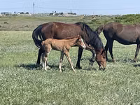 مادیان, Horse breed — عکس 5