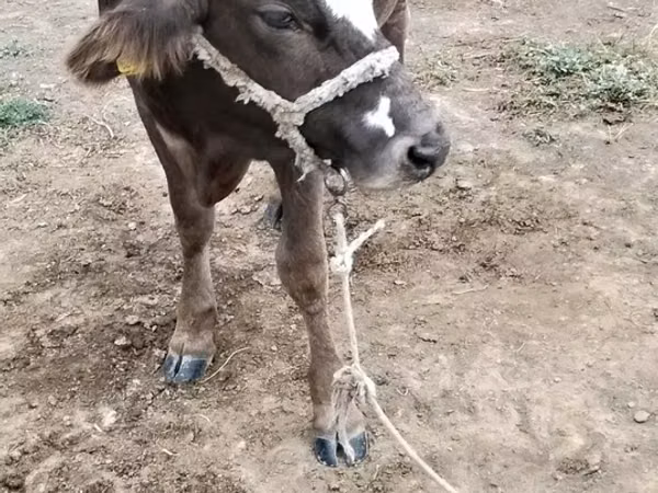วัวตัวเมีย, วัว