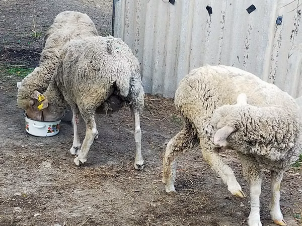 Vædder, Får — Kasakhstan