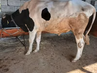 گاو نر, Russian Black pied cattle — عکس 3