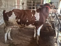 Bull, Ukrainian Red Pied Dairy cattle — photo 3