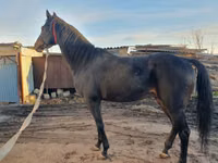 Horse (M), Arabian horse — photo 1