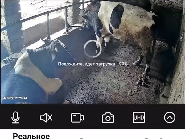 Horse (M), Horses — Uzbekistan