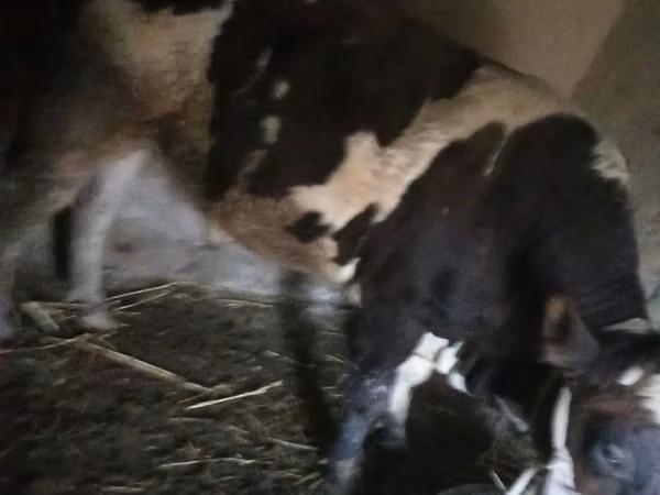 Bull, Russian Black pied cattle — Uzbekistan