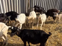 Koza, Kozy — zdjęcie 1