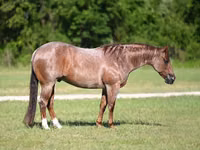 Адуу, Quarter Horse — 1 зураг