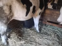 Cow, Holstein breed — photo 3