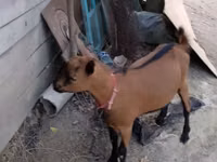 Billy Goat, Goats — photo 3