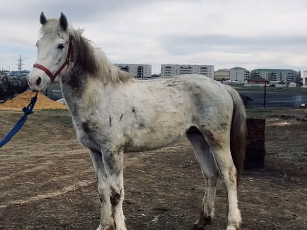 Horse (M), Horses — Kazakhstan