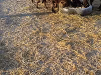 میش, گوسفند — عکس 3