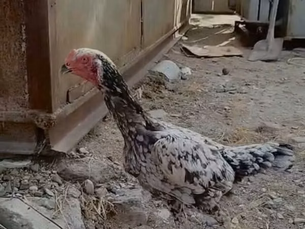 Chickens