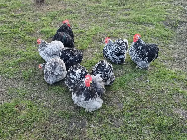 Pekin Bantam — Kyrgyzstan