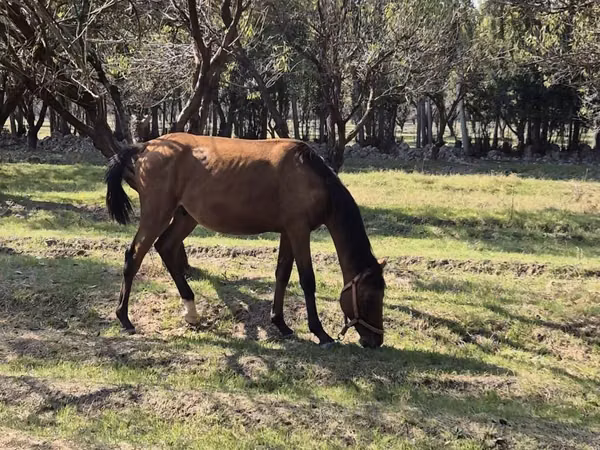 Faras, Horses