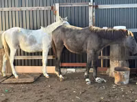 Kuda betina, Horses — foto 1