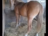 Mare, Haflinger — photo 3