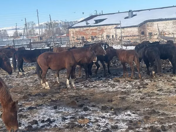 Kuda betina, Horses — Kazakhstan