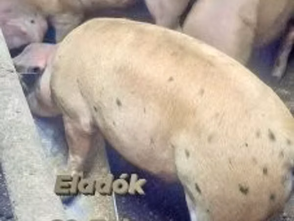 Vepar, Свиње — Мађарска