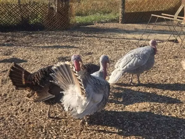 Turkeys — Hungary