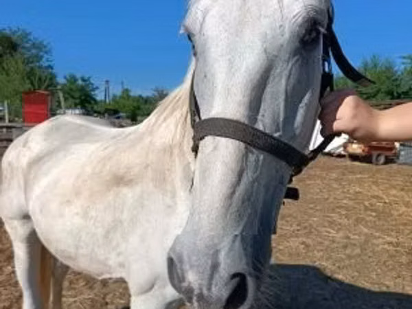 Horse (M), Lipizzaner