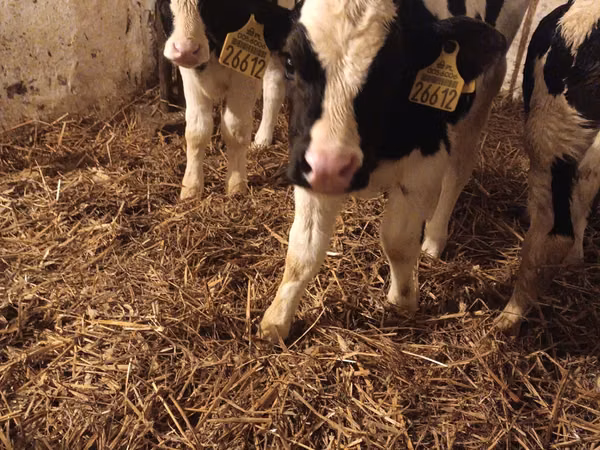 황소, Russian Black pied cattle
