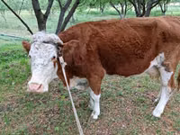 Dibi, Simmental cattle — sawirka 3