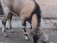 Kozel, Nubian Goat — foto 2